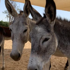 החמורים מקבלים הזדמנות לחיים טובים ובריאים