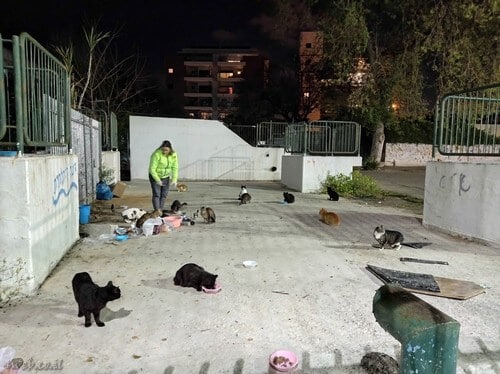 איפה אפשר להתנדב כדי לשמור על הסביבה ועל בעלי החיים