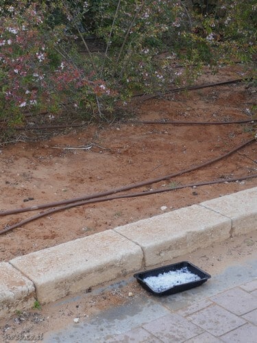 האכלת חתולים, חשוב שתהיה במקומות שמתאימים בלבד לשמירה על הסביבה