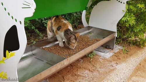 אפשרויות התנדבות על בעלי חיים