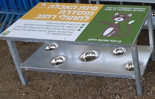 האכלת חתולים היא התנדבות למען בעלי חיים