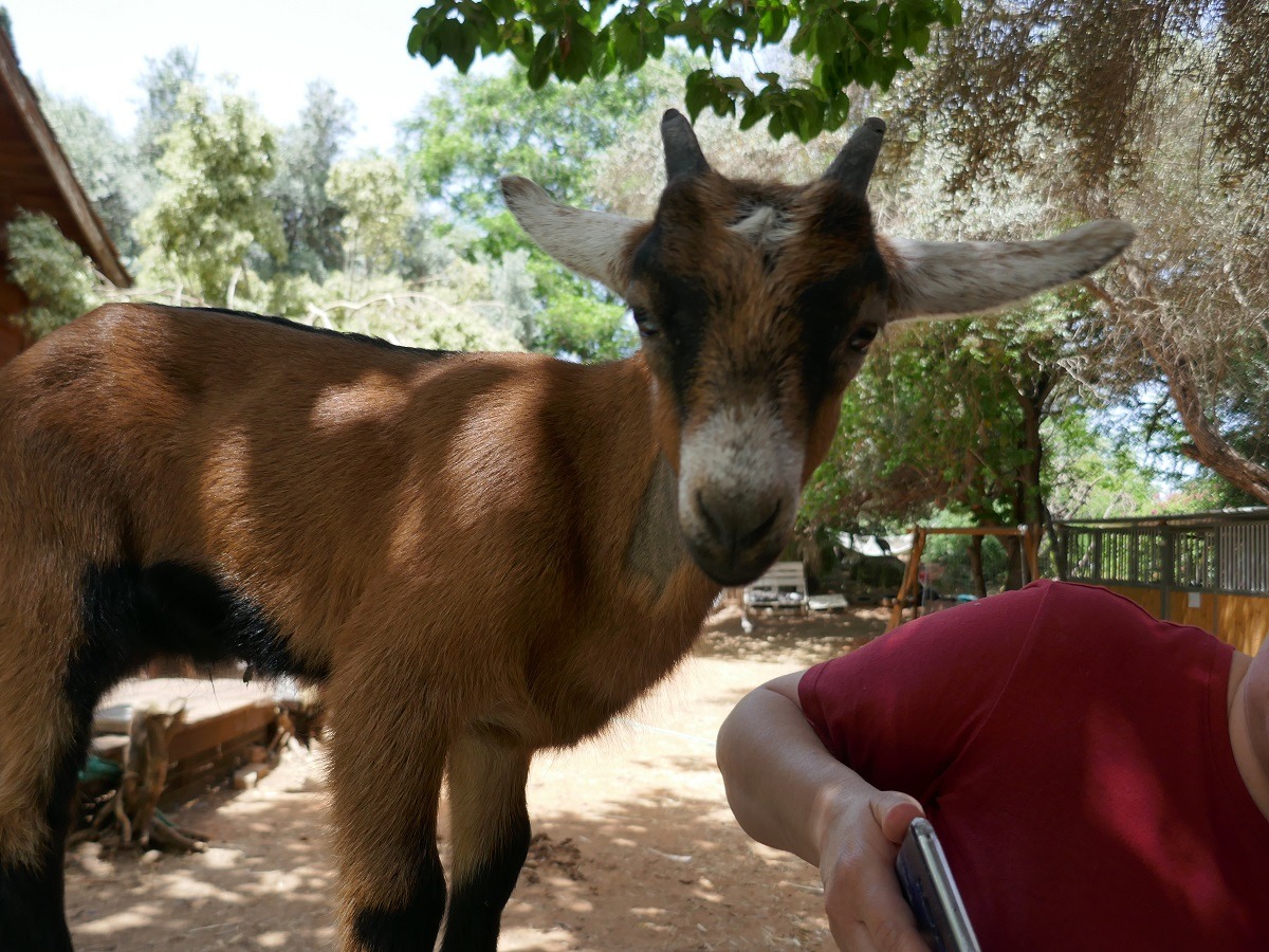 חוות קרן אור